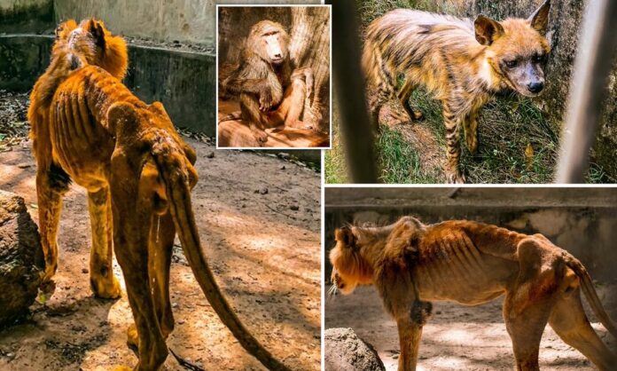 lion at zoo